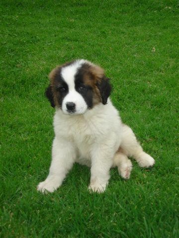 Este es Scot de cachorro. Este es Scot de cachorro.