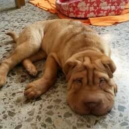 byron descansando byron descansando