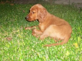 Ella es la principeza de la casa!