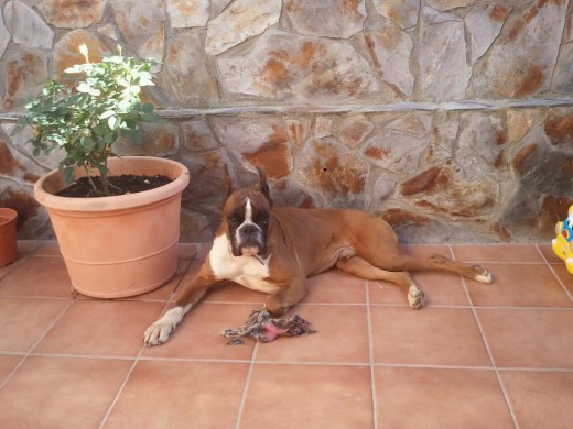 DISPONIBLE PARA MONTAS
Excelente pedigree repleto de campeones (11 campeones en 3 generaciones), hijos suyos destacando en exposiciones de belleza, excelentes resultados en exposiciones y cría.
Hijos suyos disponibles todo el año.
www.nbnboxers.webcindario.com DISPONIBLE PARA MONTAS
Excelente pedigree repleto de campeones (11 campeones en 3 generaciones), hijos suyos destacando en exposiciones de belleza, excelentes resultados en exposiciones y cría.
Hijos suyos disponibles todo el año.
www.nbnboxers.webcindario.com
