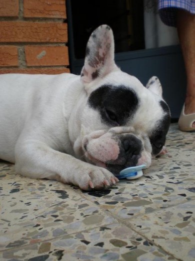 Rocco con el "pete" de mi hermano.Es un encanto