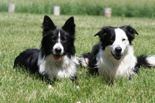 border collies