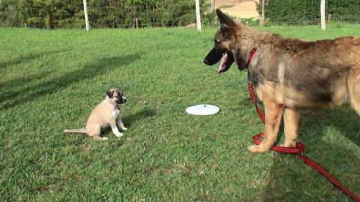 Pierrot es el de la derecha, socializando con cachorros. Pierrot es el de la derecha, socializando con cachorros.