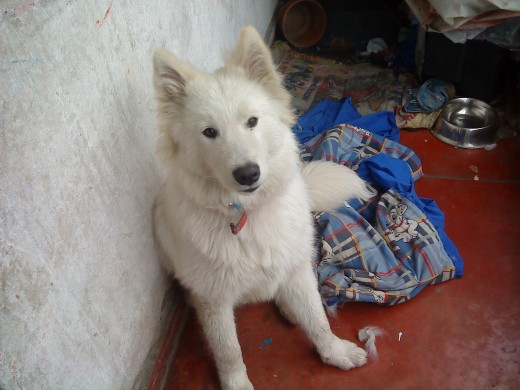 shiro samoyedo shiro samoyedo