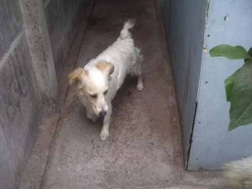mi perrita ,,se llama sidra