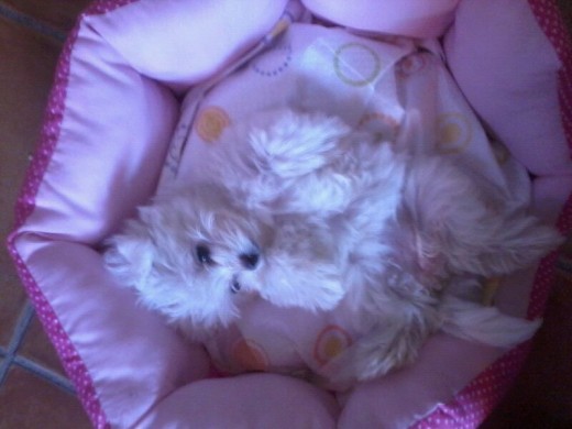 Es la perrita más dulce, juguetona, cariñosa...la ADOROOO!!! Es la perrita más dulce, juguetona, cariñosa...la ADOROOO!!!