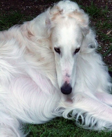 Russian Gold Borzoi