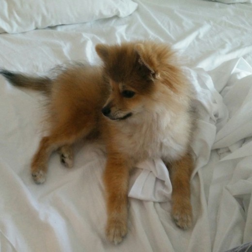Kate tiene ahora 6 meses y es una perrita muy buena y juguetona