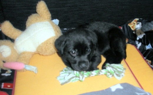 SU PRIMER DIA EN CASA!!!!!! K CARITA DE SUSTO TENIA SU PRIMER DIA EN CASA!!!!!! K CARITA DE SUSTO TENIA