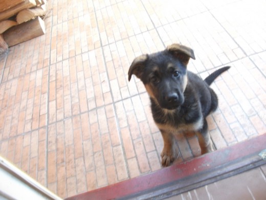 Su primer día en casa Su primer día en casa