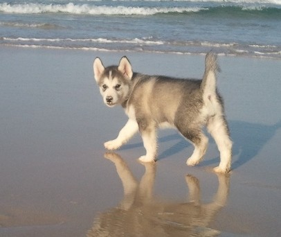 Es una delicia, le gusta la playa y estar siempre acompañada por nosotros, sus dueños. Es una delicia, le gusta la playa y estar siempre acompañada por nosotros, sus dueños.