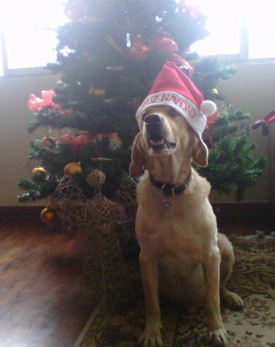 Pototo Navideño Pototo Navideño