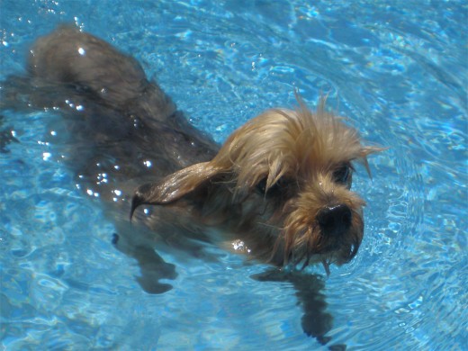 Asky en la piscina. Asky en la piscina.