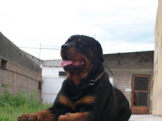 EL ES BLAKI EL PERRO ABURRIDO EL ES BLAKI EL PERRO ABURRIDO