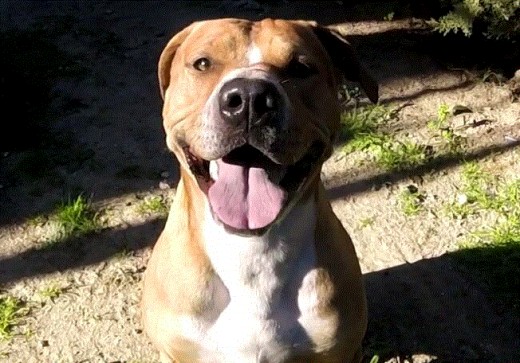 Muy cariñoso, feliz y activo. Le encanta salir a correr y practicar todo tipo de actividades. Es obediente y sociable. Pesa 35 kg y tiene todas las vacunas necesarias con su correspondiente cartilla y chip.
Le encanta jugar la pelota y con su neumático. Muy cariñoso, feliz y activo. Le encanta salir a correr y practicar todo tipo de actividades. Es obediente y sociable. Pesa 35 kg y tiene todas las vacunas necesarias con su correspondiente cartilla y chip.
Le encanta jugar la pelota y con su neumático.