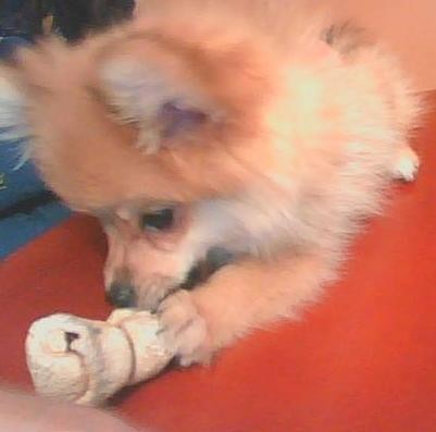 boki y su mejor amigo su hueso boki y su mejor amigo su hueso