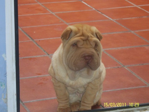 ESTE ES EL NUEVO MIEMBRO DE LA CASA ESTE ES EL NUEVO MIEMBRO DE LA CASA