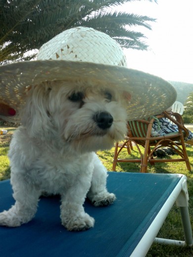 Bubu también se vino de vacaciones¡¡¡ Bubu también se vino de vacaciones¡¡¡