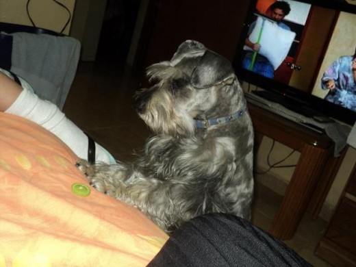 Bonito mi mascota, 6 años de edad, inteligente, saluda con la mano y cariñoso. Lo queremos mucho mi esposa y yo, Fue adquirido en El Paso Tx.