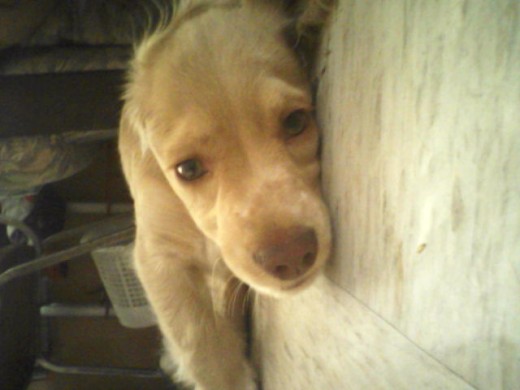 Mi bebe Ducke:3