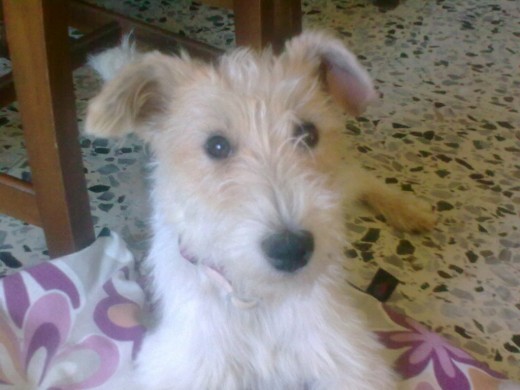 Perrita mestiza, muy nerviosa. Perrita mestiza, muy nerviosa.