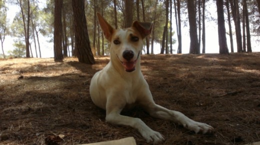 A la sombra de los pinos.
