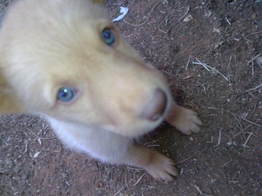 Cuando tenía 3 meses, es el hermano de Lupo Cuando tenía 3 meses, es el hermano de Lupo