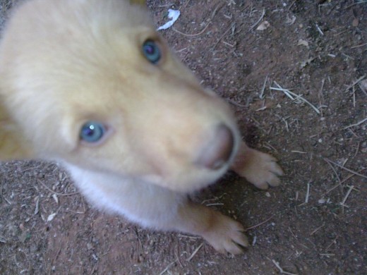 Cuando tenía 3 meses, es el hermano de Lupo