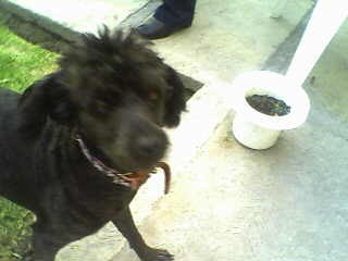 Este es su corte con Peluca :D Este es su corte con Peluca :D