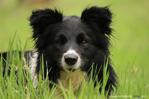 Lola de Border Collie In Blue