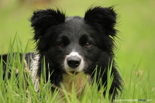 Lola de Border Collie In Blue