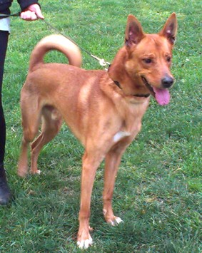 Mestizo de 5 años canela, Es cariñoso, jugeton, le encanta pasear y correr, es un buen guardian. Es muy nervioso pero solo cuando no sale...

No ha conocido a otra familia. No se ha peleado nunca con ningun perro ni mordido a nadie.