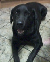 Me llamo Bruno y tengo 6 añitos
Me llamo Bruno y tengo 6 añitos