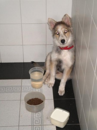 Hola me llamo Braco y soy una cruza de Husky con collie