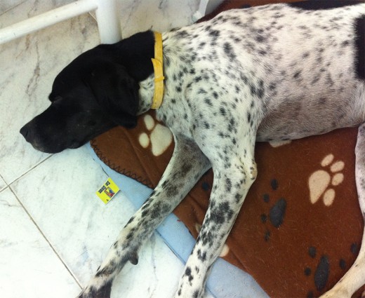 Siesta después del paseo. Siesta después del paseo.
