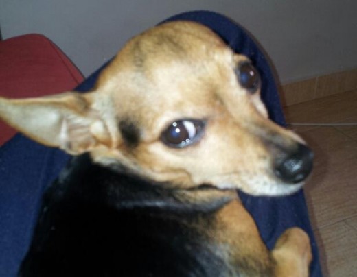 Cuca Cuca