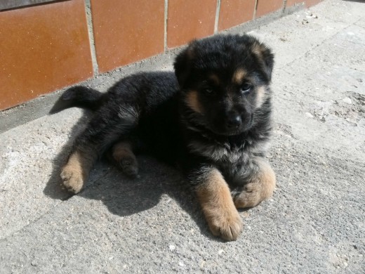 Thor tumbado al sol con casi 5 semanas Thor tumbado al sol con casi 5 semanas