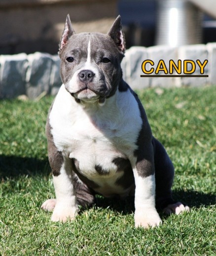 candy tiene un excelente pedegree 2 x kingkamali 2 X KING KAMALI 2 x soldier boy 2x thing 4 x remy  2 x big bussines  1X  kurruption 2X THAT FRESH PRINCE         