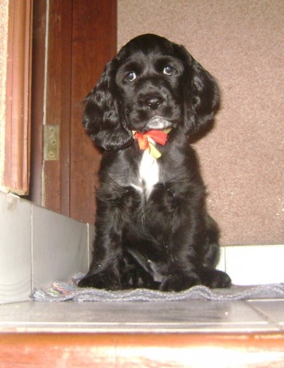 busco alguien que me quiera tener como mascota para cuidar y apapachar, tener en su casa o departamento y no en la azotea o en un patio abandonada.
me porto bien en casa, solo juego con mis juguetes y no rompo nada.
Mas que mascota quiero ser un mienbro mas de tu familia.
Te aseguro seré el mejor regalo de:
navidad
año nuevo
reyes
14 de febrero
dia del amor y la amistad
NO TE ARREPENTIRAS
busco alguien que me quiera tener como mascota para cuidar y apapachar, tener en su casa o departamento y no en la azotea o en un patio abandonada.
me porto bien en casa, solo juego con mis juguetes y no rompo nada.
Mas que mascota quiero ser un mienbro mas de tu familia.
Te aseguro seré el mejor regalo de:
navidad
año nuevo
reyes
14 de febrero
dia del amor y la amistad
NO TE ARREPENTIRAS