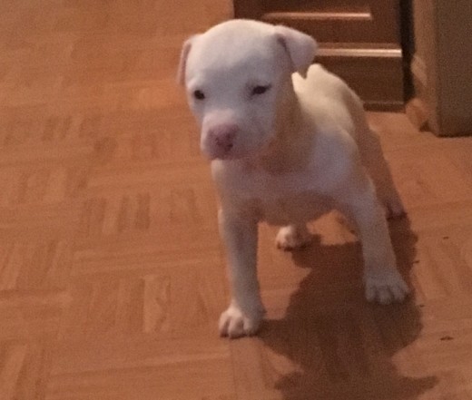 Compré esta perrita como pitbull va a cumplir 2 meses , pero veo que su tamaño es pequeño, es hermosa e inteligente, muy activa he leído las características de American Pitbull Terrier y si coinciden pero no se cuánto debería medir a su edad