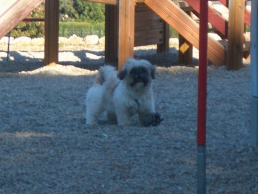 Jugando en el parque con su amigo,mi hijo
Jugando en el parque con su amigo,mi hijo