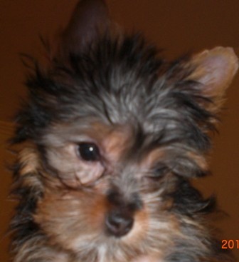 Gonnie 3 meses Gonnie 3 meses