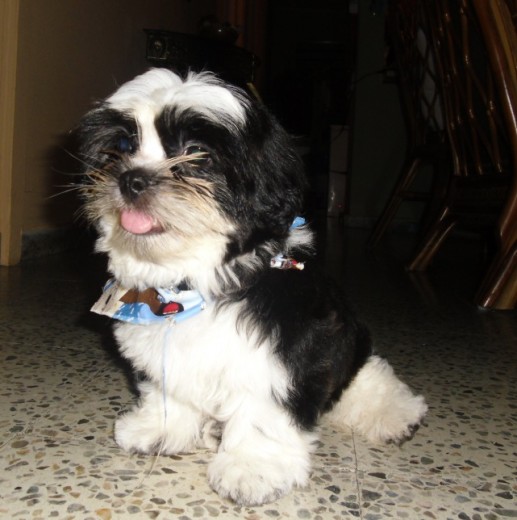Hola, mi nombre es Byron y soy muy jugueton! Mi dueno me ama un monton y siempre estoy suguiendo a la primera persona que se mueva. N.o me gusta que me dejen solito y adoro cuando me recompenzan con trozos de Bacon (para perro) Hola, mi nombre es Byron y soy muy jugueton! Mi dueno me ama un monton y siempre estoy suguiendo a la primera persona que se mueva. N.o me gusta que me dejen solito y adoro cuando me recompenzan con trozos de Bacon (para perro)