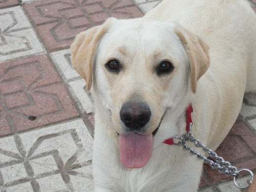 aquí está la pequeña Noa tras un largo paseo 