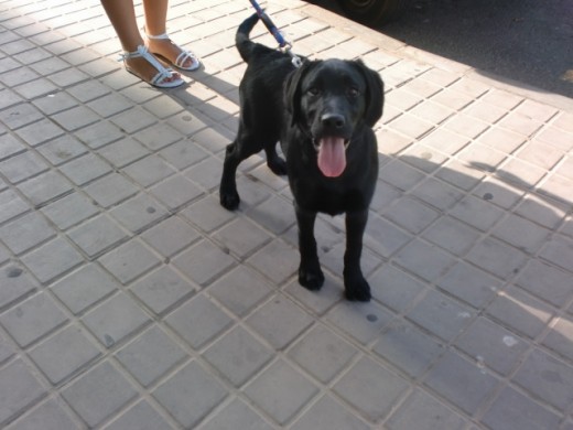 Kira tiene 4 meses y como veis es de color negro. Kira tiene 4 meses y como veis es de color negro.