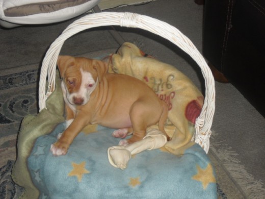 mi hermosa pitbull red nose.. casi 2 meses