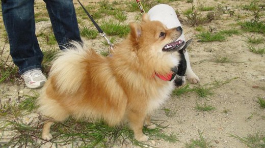esta exo un perro ermoso esta exo un perro ermoso