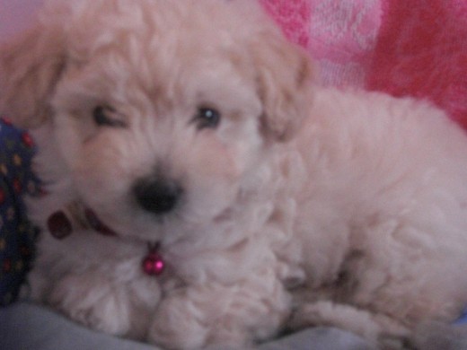 Hermoso! Hermoso!