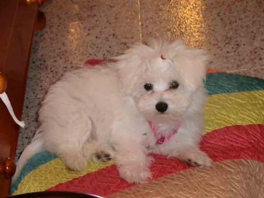 mi kuki bonita!!!! mi kuki bonita!!!!