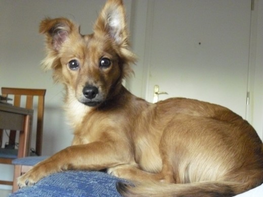 lo quiero mas que a nada en el mundo, es mi pequeño zorrito!! lo quiero mas que a nada en el mundo, es mi pequeño zorrito!!